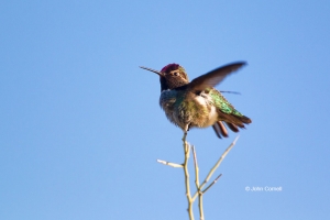Annas-Hummingbird;Arizona;Calypte-anna;Hummingbird;One;avifauna;bird;birds;color